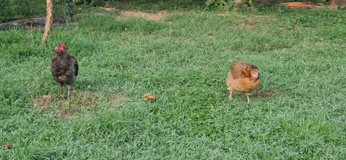 coppia di polli araucana 
